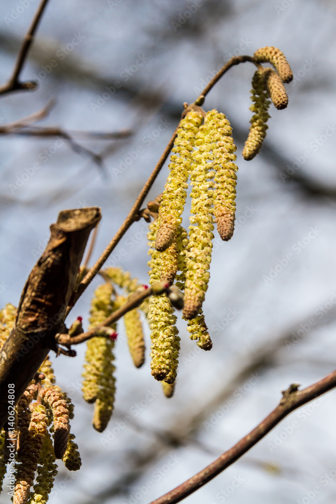 Naklejka premium Catkins