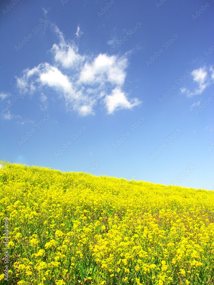 青空と菜の花咲く風景 青空と菜の花咲く風景