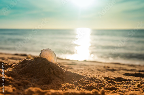 Fototapeta Naklejka Na Ścianę i Meble -  Evening on the beach with seashell in sand