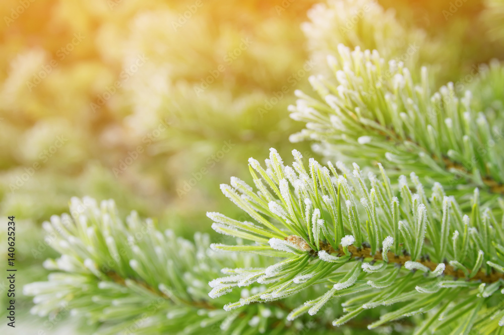 Winter natural background with pine branches in the frost Winter natural background with pine branches in the frost