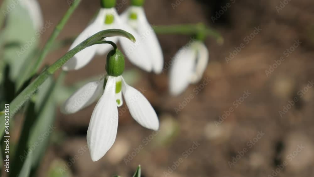 Close-up of early spring flower blossom common snowdrop 4K 2160p 30fps UltraHD footage - White Galanthus nivalis plant in the garden 3840X2160 UHD video