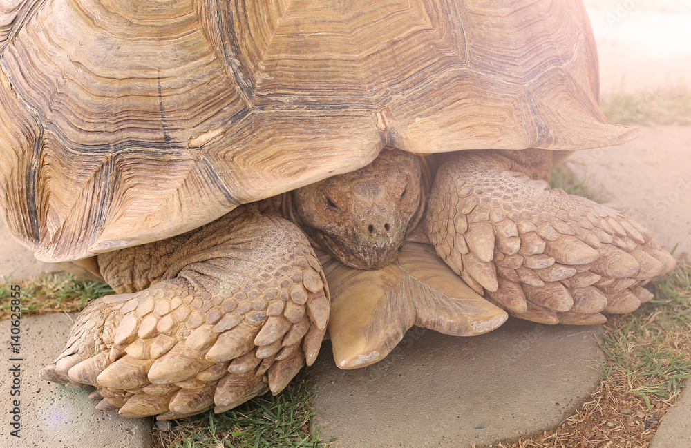A single tortoise recoiling into his shell A single tortoise recoiling into his shell