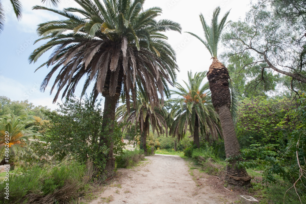 Dirt road between date palm trees, Tunis, Tunisia Dirt road between date palm trees, Tunis, Tunisia