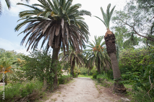 Dirt road between date palm trees, Tunis, Tunisia
