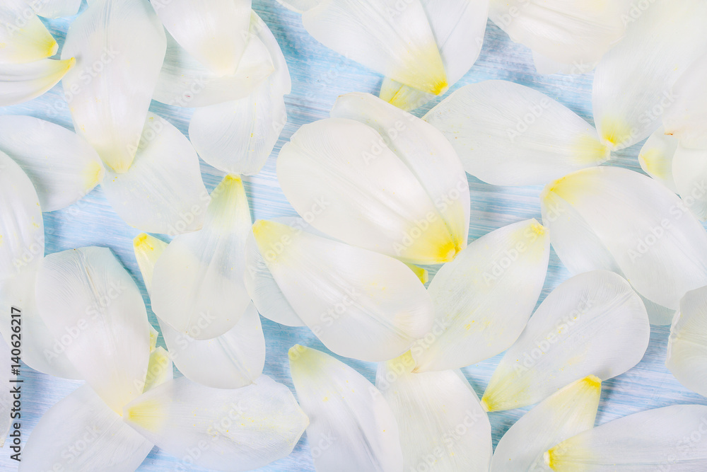 White tulip petals on blue background