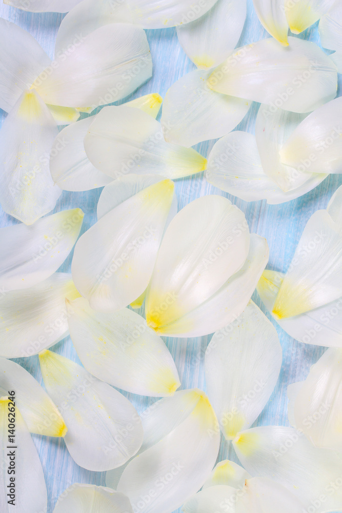 White tulip petals on blue background