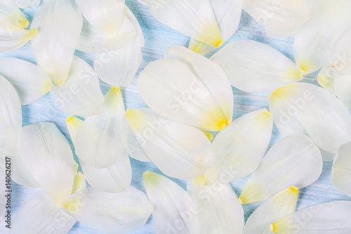 Fototapeta Naklejka Na Ścianę i Meble -  White tulip petals on blue background