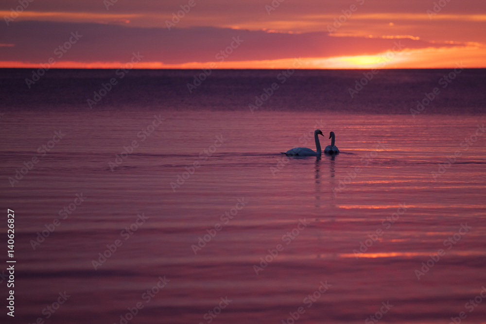 Gruop of swans at sunset sea