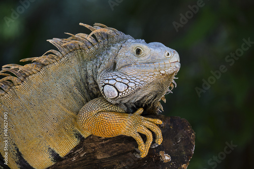 Close up portrait of a resting iguana in Island Mauritius