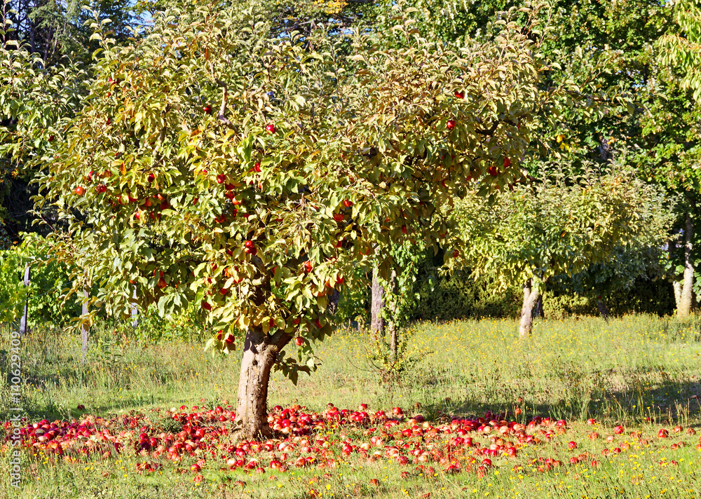 Fototapeta premium Ripe apples