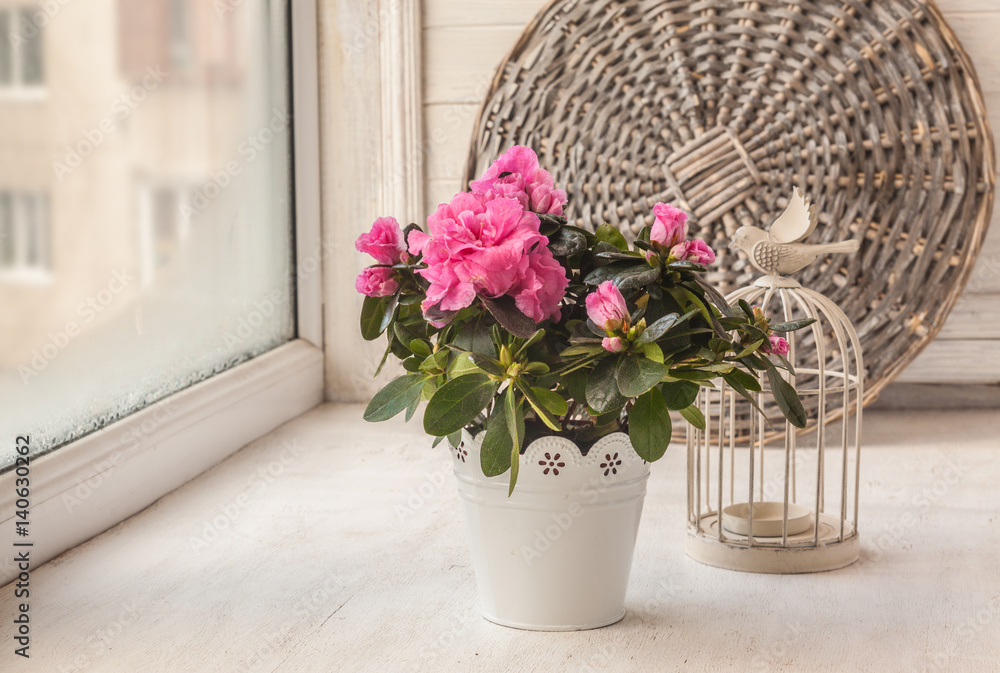 Pink azaleas and decorative cage on the window