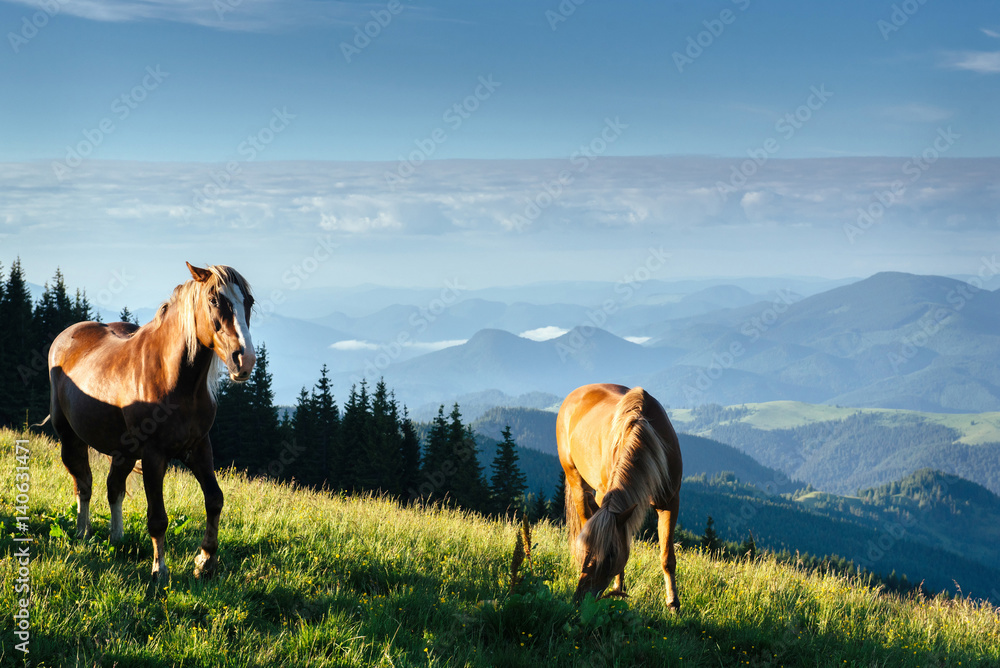 Horses on the meadow in the mountains Horses on the meadow in the mountains