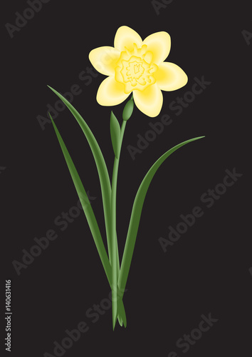 flower narcissus yellow light on a black background art abstract creative vector