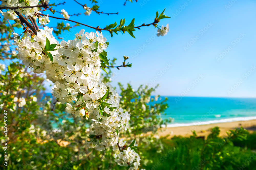 Spring%20flowering%20cherry%20on%20the%20beach.%20Beautiful%20view%20of%20the%20spring%20sea%20on%20a%20%20sunny%20day%20in%20the%20background.%20Stock%20Photo%20|%20Adobe%20Stock