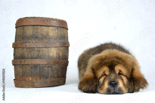 Słodki Mastiff Tybetański śpi obok beczki