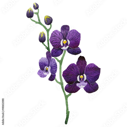 Murais de parede Wildflower orchids flower in a watercolor style isolated.