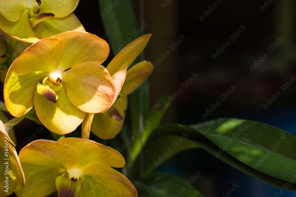 Obraz premium Orchid
