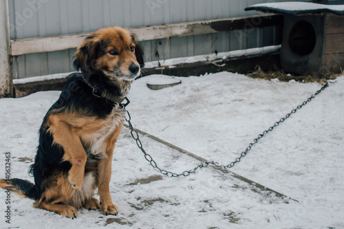 Sad yard dog on a chain with a wounded paw on the background