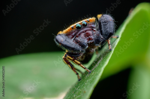 The Wasp-mimic jumping spider or Rhene flavicomans on green leaf
