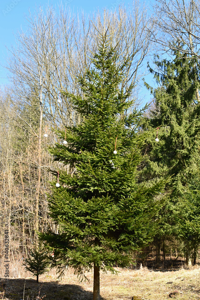 Fototapeta premium Spruce forest hung with Christmas ornaments