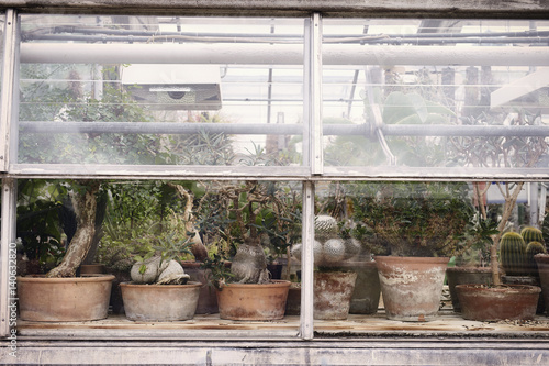Plants in greenhouse of garden