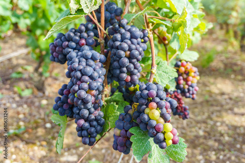 Close up vine grapes in champagne region in autumn harvest, Reims, France