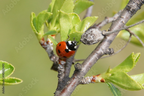 Ladybird on a branch with leaves
Божья коровка на веточке с листиками