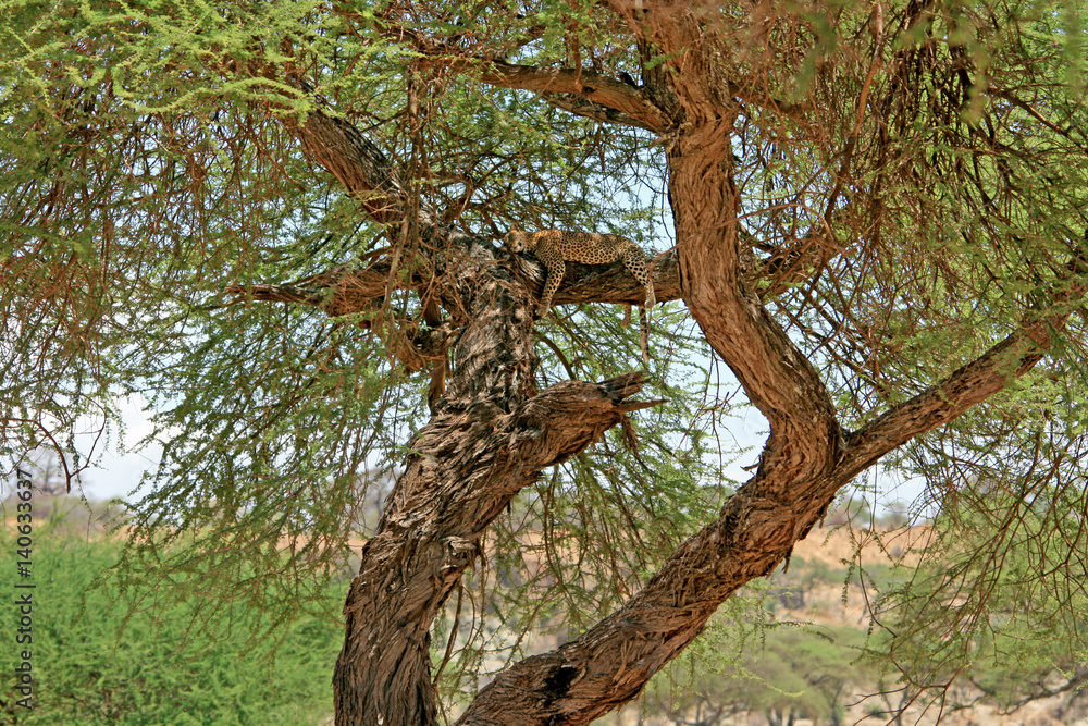 Obraz premium Leopard schlafend im Baum