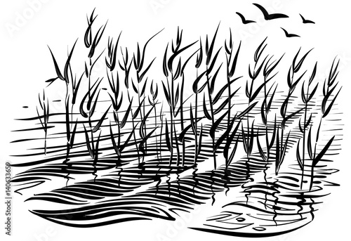 Vector illustration of cattails. Scene with river grass and water waves in the pond.