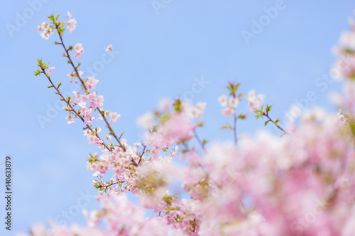 河津桜と落ちる花