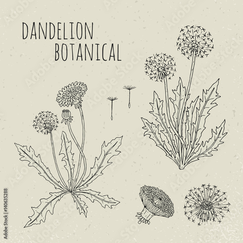 Dandelion medical botanical isolated illustration