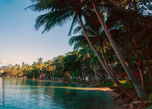 Fototapeta Naklejka Na Ścianę i Meble -  Coconut Palm on the beach of Thailand island