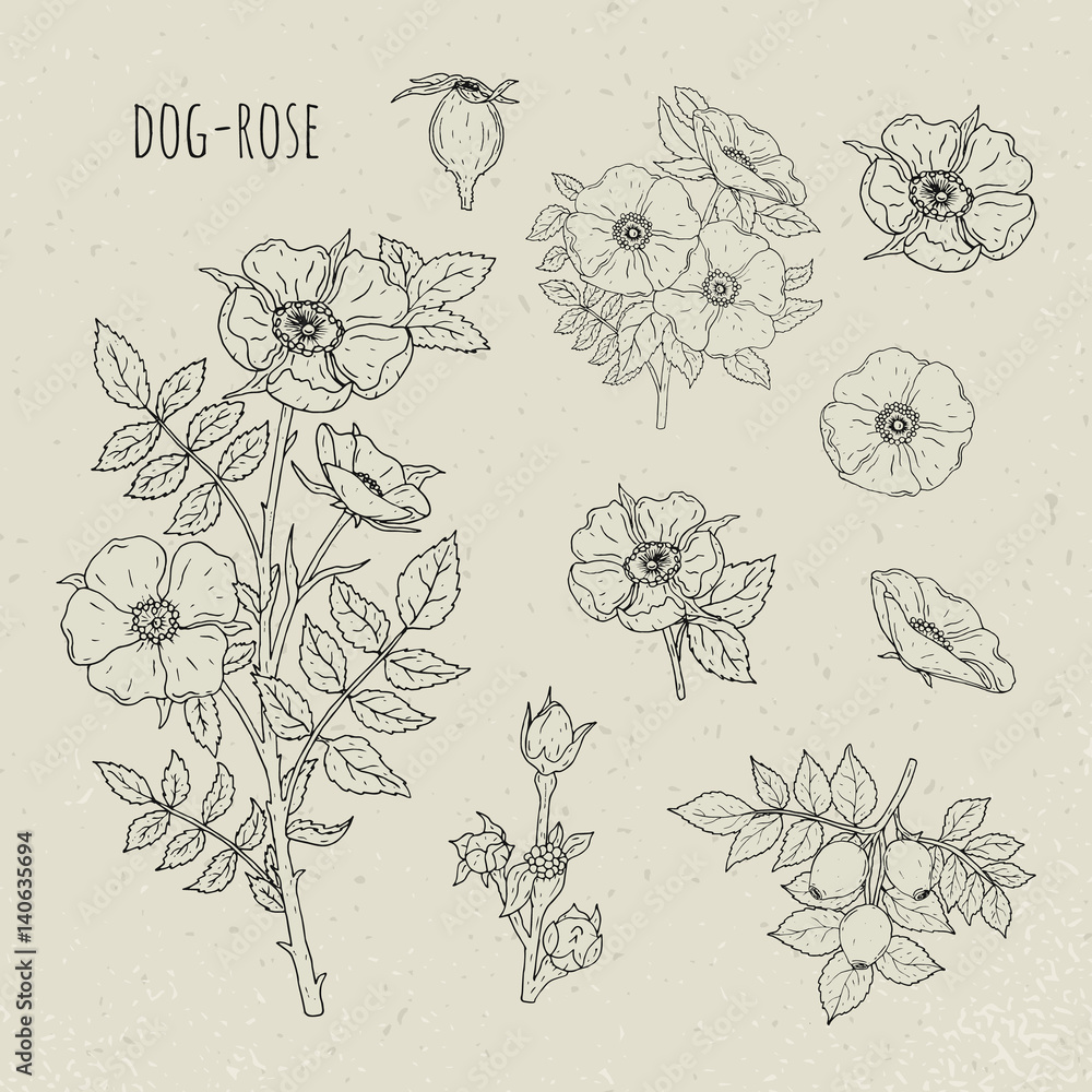 Dog rose medical botanical isolated illustration. Plant, flowers, fruit, leaves, hand drawn set. Vintage sketch. Dog rose medical botanical isolated illustration. Plant, flowers, fruit, leaves, hand drawn set. Vintage sketch.