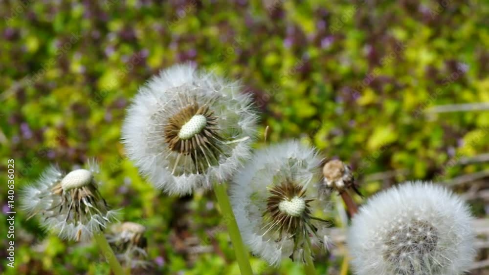 たんぽぽの綿毛