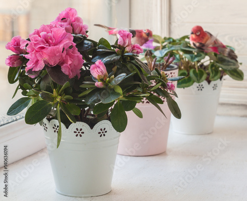 Pink azalea and cyclamen on the window photo