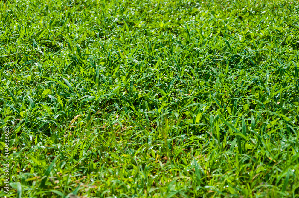 Fresh wet Green grass texture background Fresh wet Green grass texture background