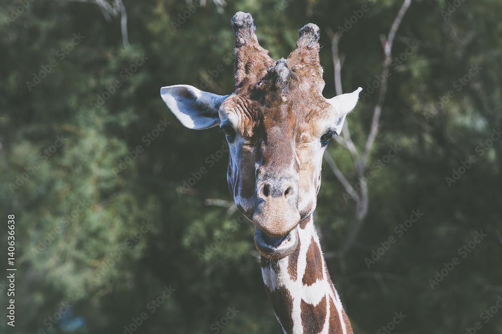 Obraz premium Portrait de girafe