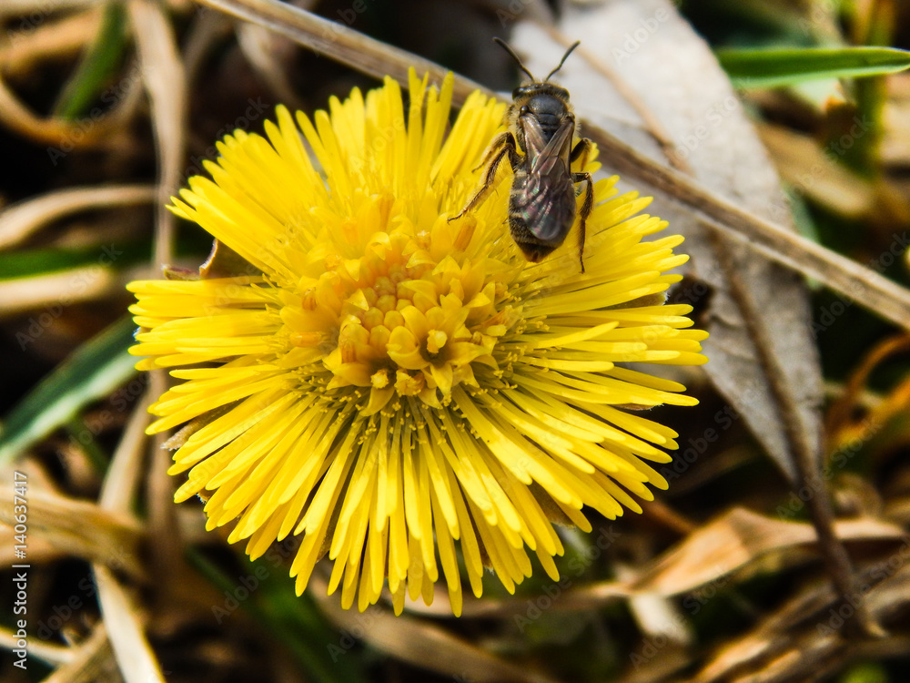 the bee collects honey from dandelions the bee collects honey from dandelions