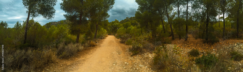 trail path at forest at mallorca trail path at forest at mallorca