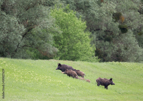 Wild boars with piglets in forest