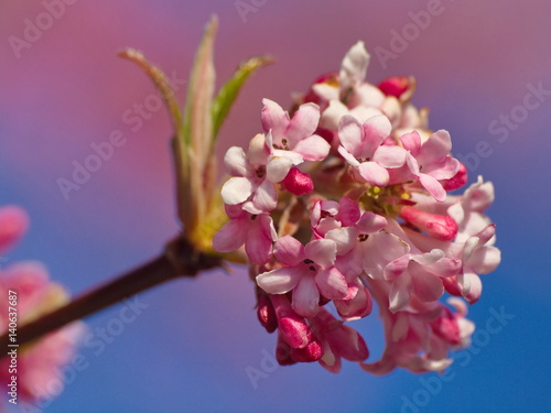 Winter-Schneeball (Viburnum bodnantense)