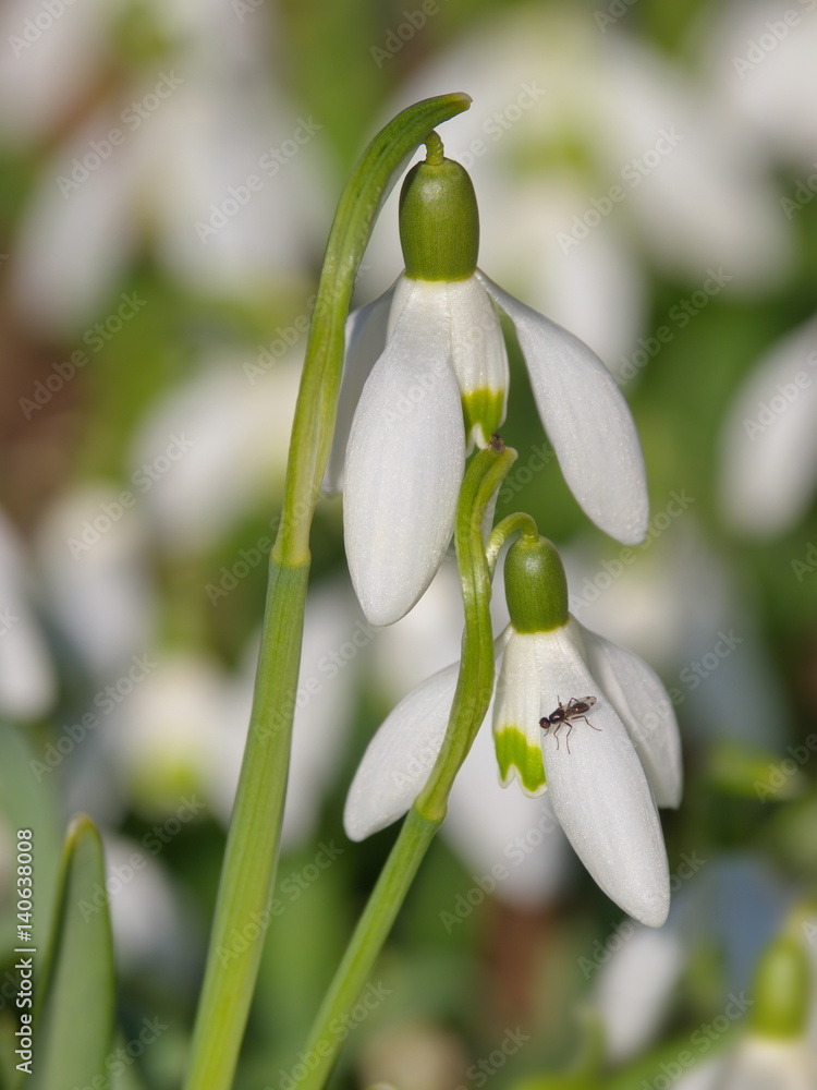 Schneeglöckchen (Galanthus nivalis) Schneeglöckchen (Galanthus nivalis)