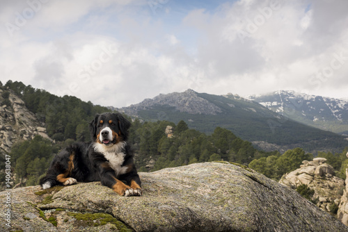 Dog rests on the rock at the top of the mountain contemplating a beautiful landscape
