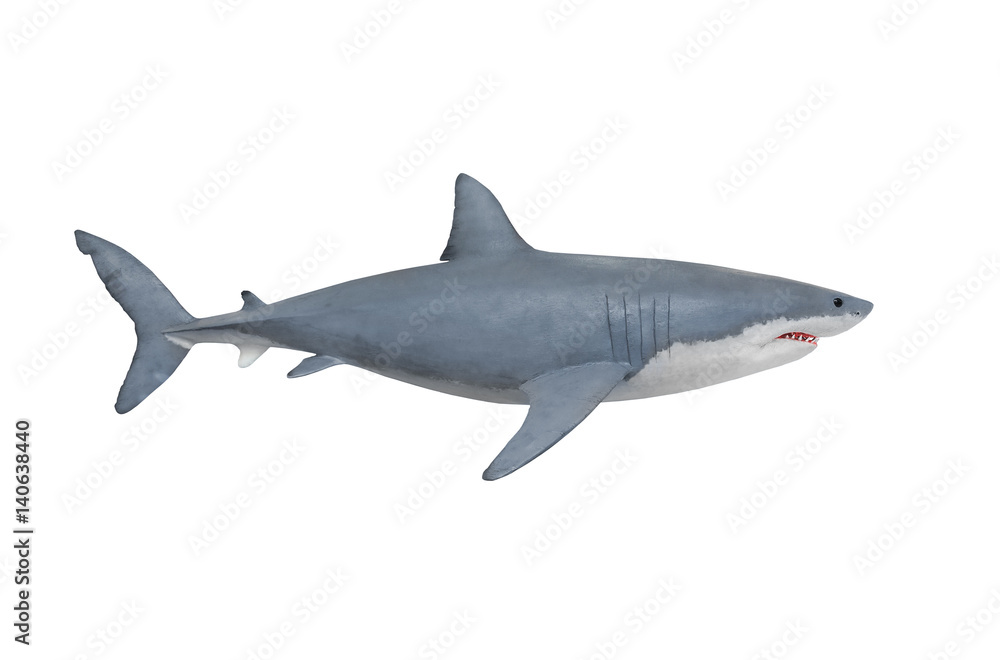 Obraz premium Żarłacz biały - Carcharodon carcharias to największa znana na świecie istniejąca ryba drapieżna. Zwierzęta na białym tle.
