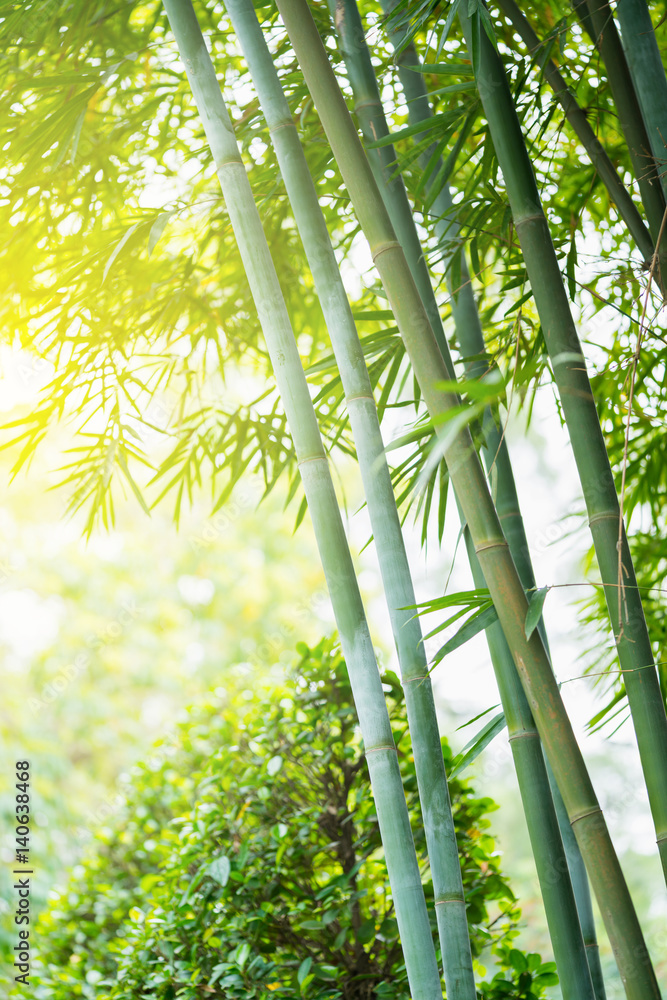 Naklejka premium the bamboo forest