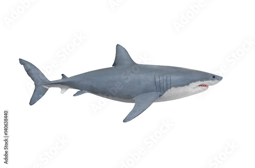 The Great White Shark - Carcharodon carcharias is a world's largest known extant predatory fish. Animals on white background.