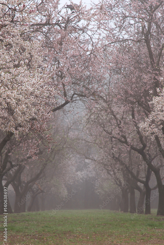 Almond trees avenue in fog. Spring park. Madrid. Almond trees avenue in fog. Spring park. Madrid.