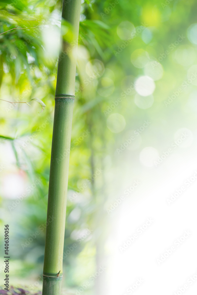 Fototapeta premium the bamboo background