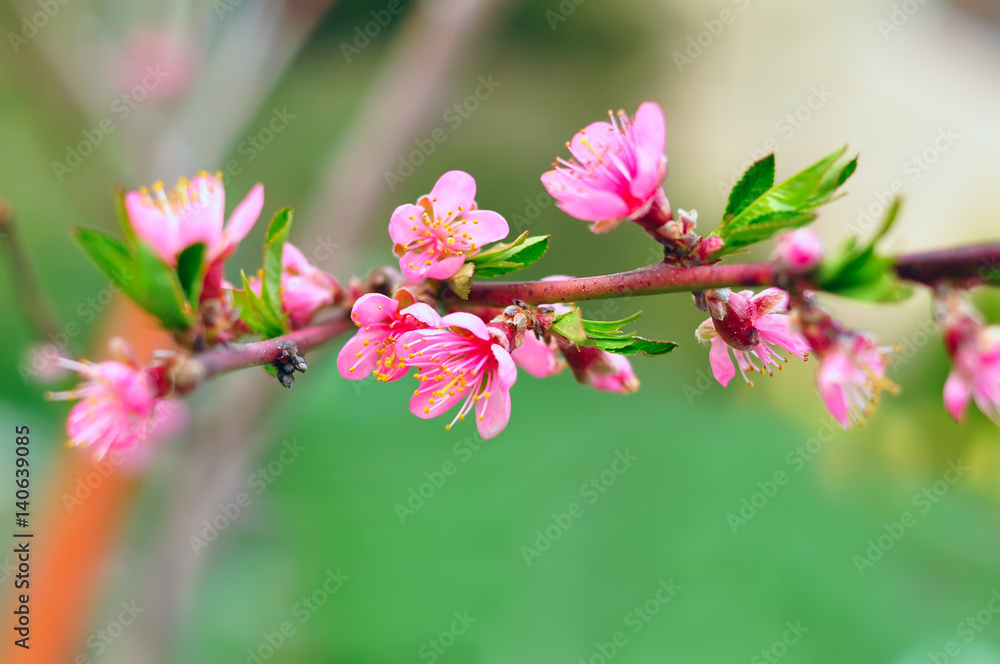 lush bunch of peach flowers. soft focus. Delicate, pink flower, leaf, natural background in the garden.  Spring day.
