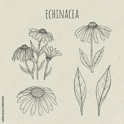 Echinacea medical botanical isolated illustration. Plant, flowers, leaves han...